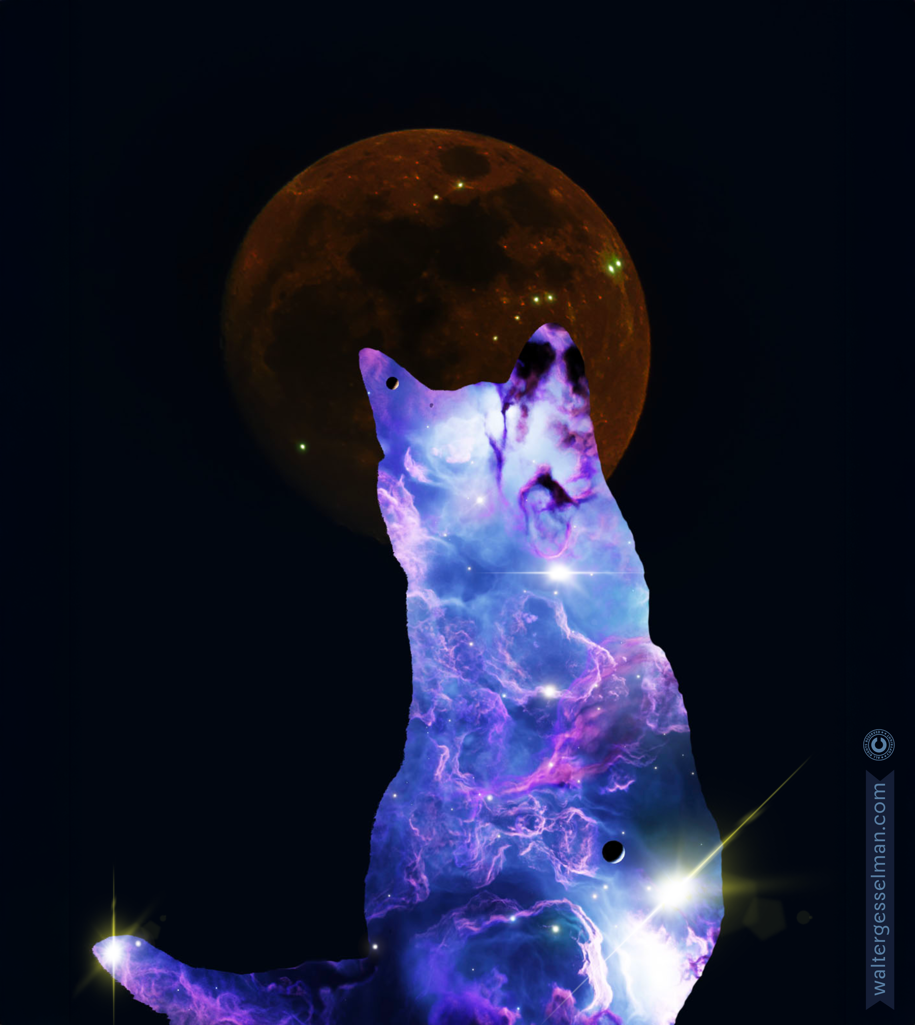 Starry Moggie