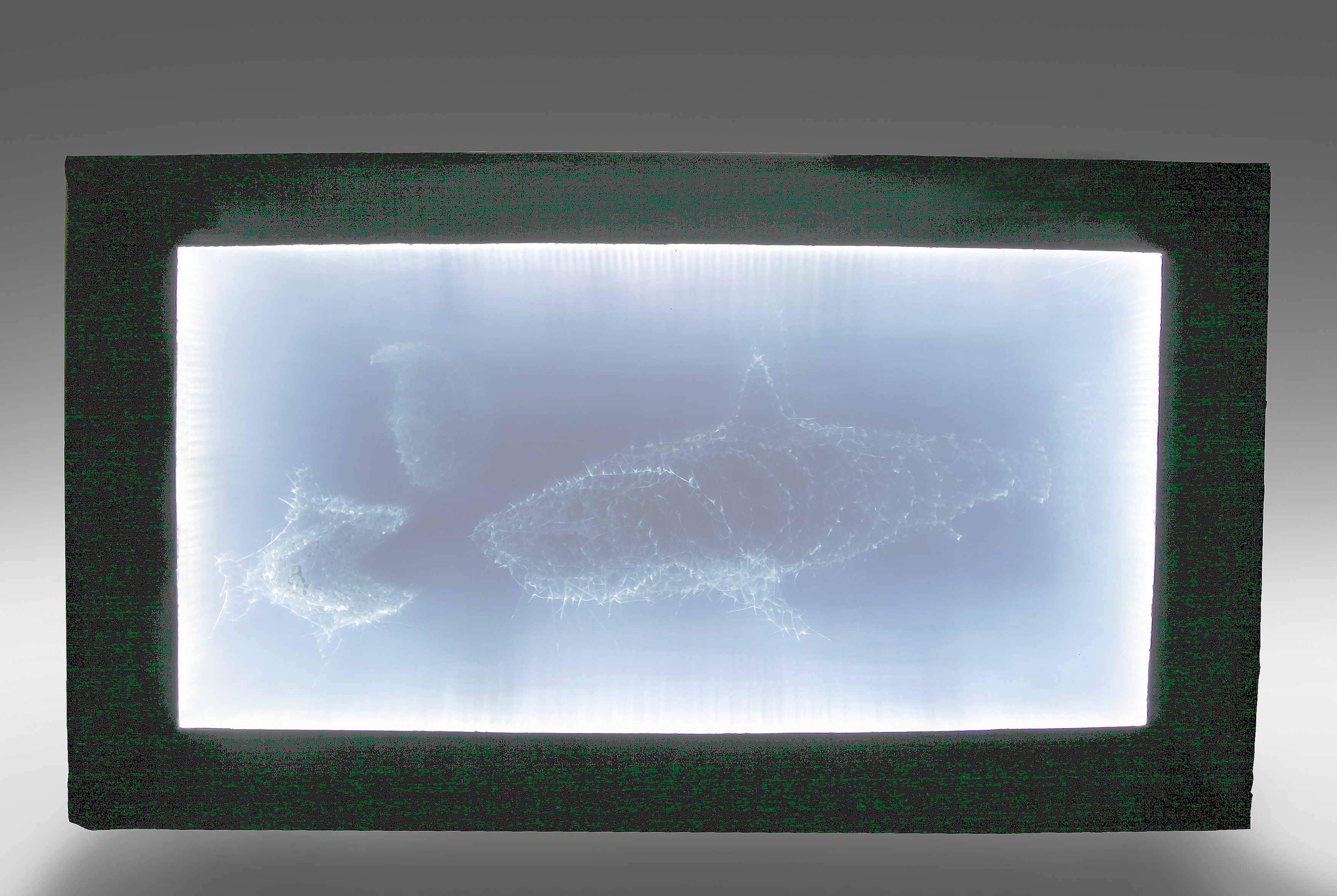Acquarius